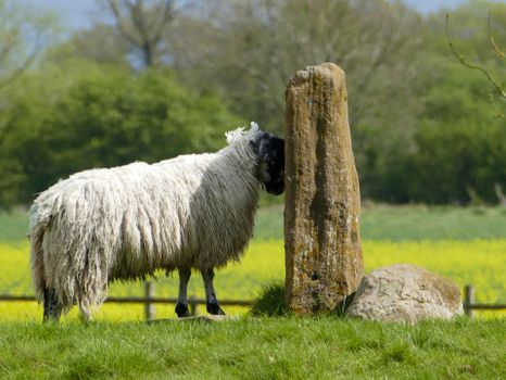 A sheep stands near an ancient standing stone in Little Ribston, UK, amidst lush green fields.