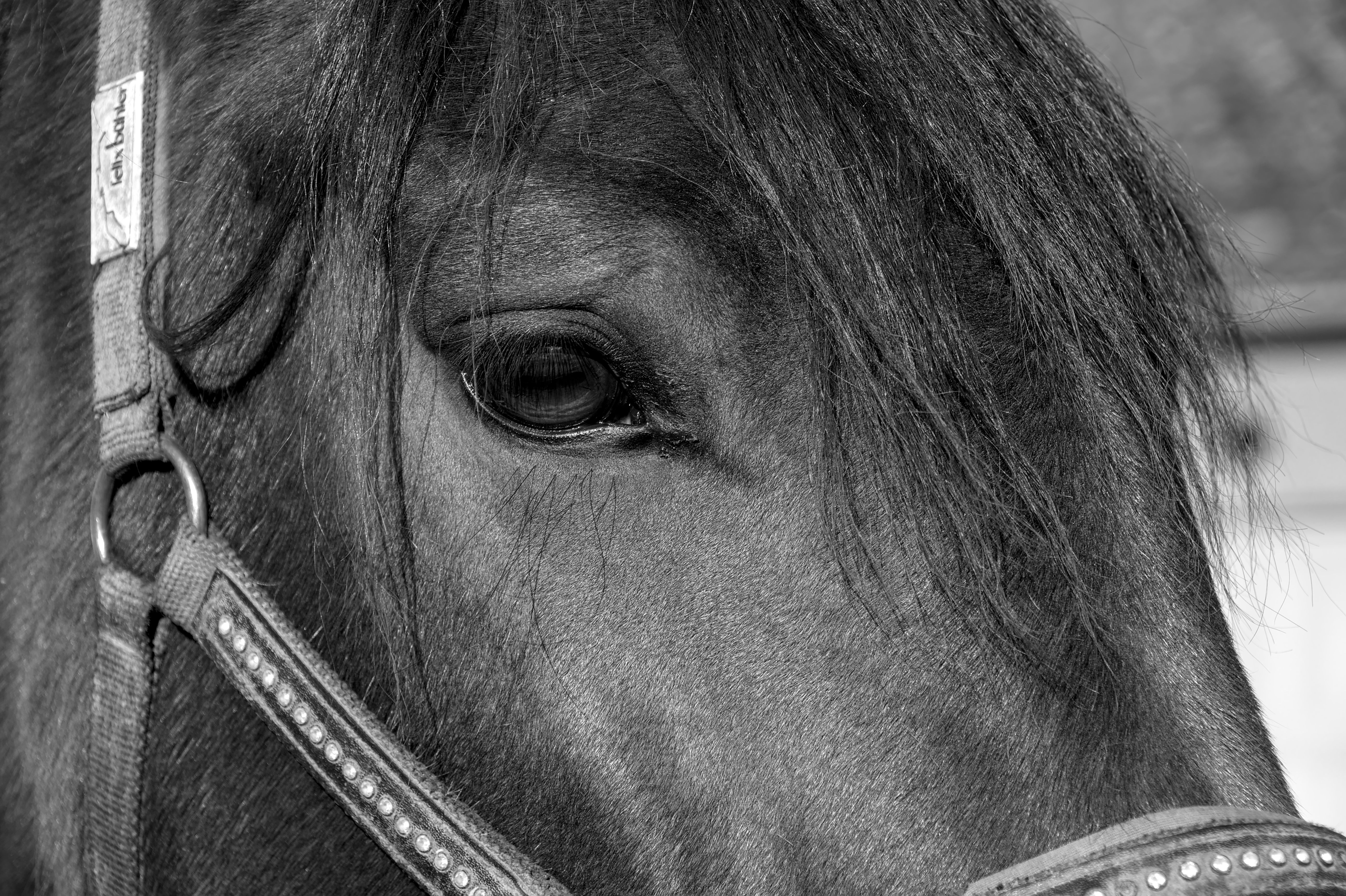 A horse undergoing diagnostic blood testing at a veterinary clinic