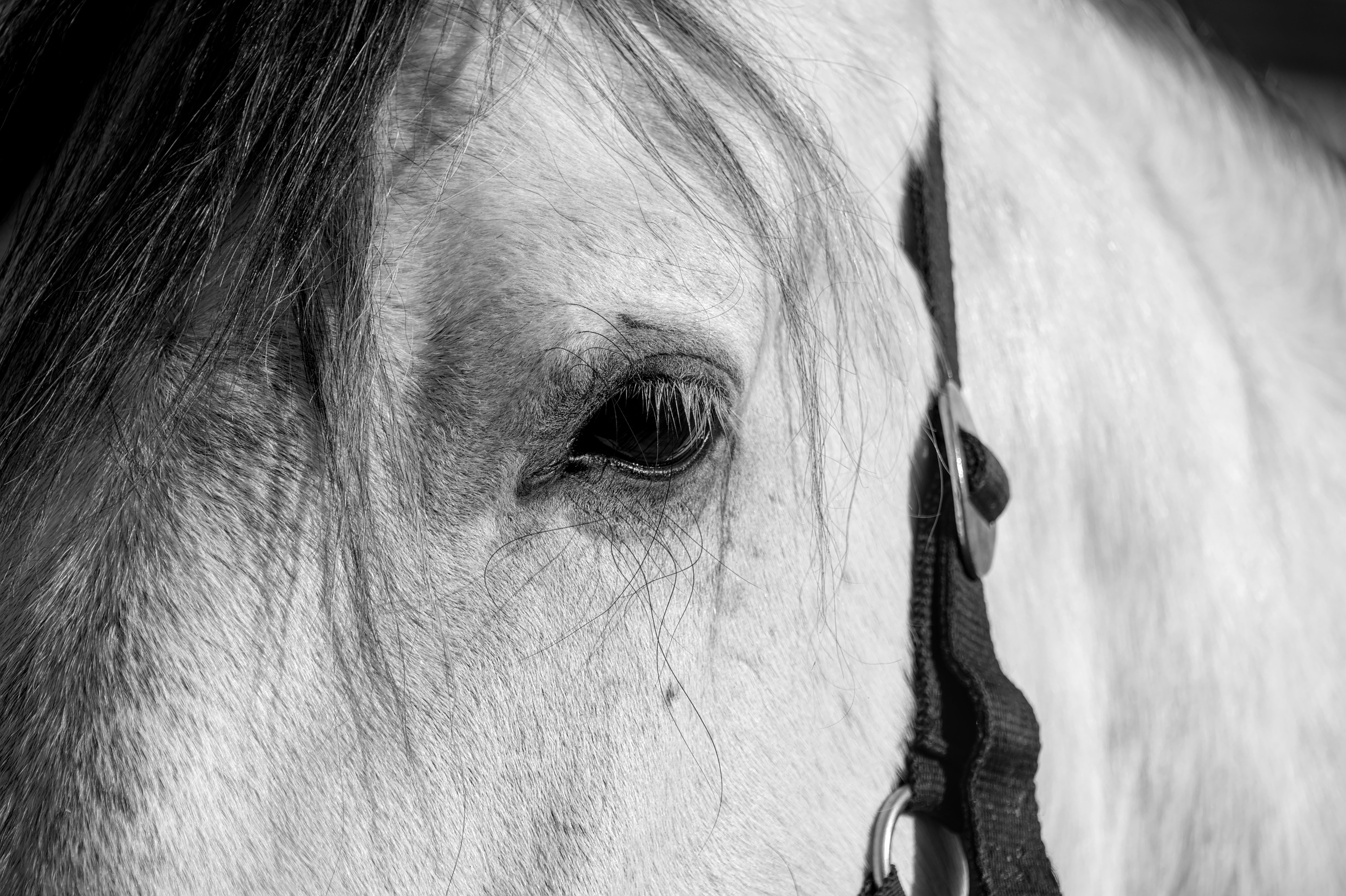 Veterinarian examining a horse during a checkup