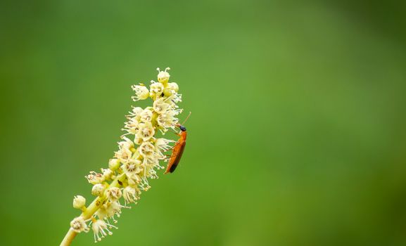 A red beetle resting on a blooming flower against a green background outdoors.