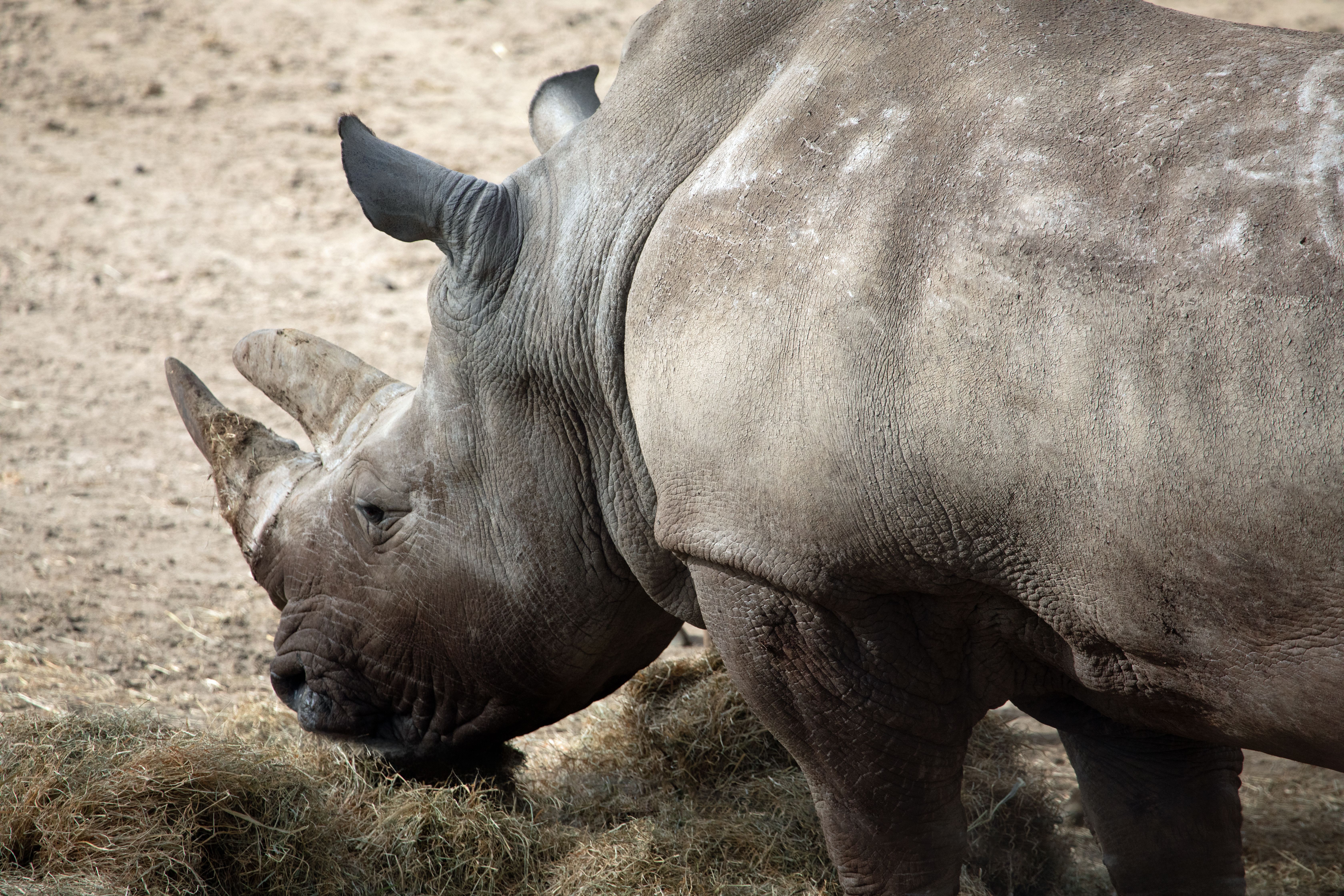 Close-up of a Grazing Rhinoceros in Natural Habitat · Free Stock Photo