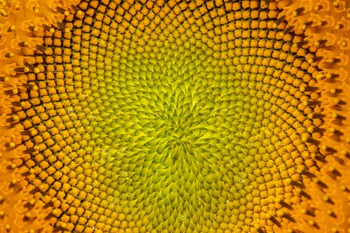 Free A detailed close-up image of a sunflower's head, showcasing its vibrant yellow and orange spirals. Stock Photo