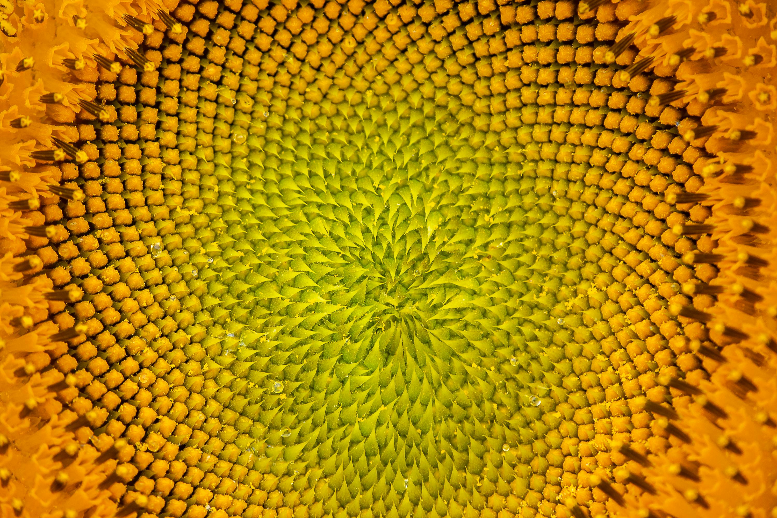 Kostnadsfria En detaljerad närbild av en solroshuvud, som visar upp dess livfulla gula och orange spiraler. Stock foto