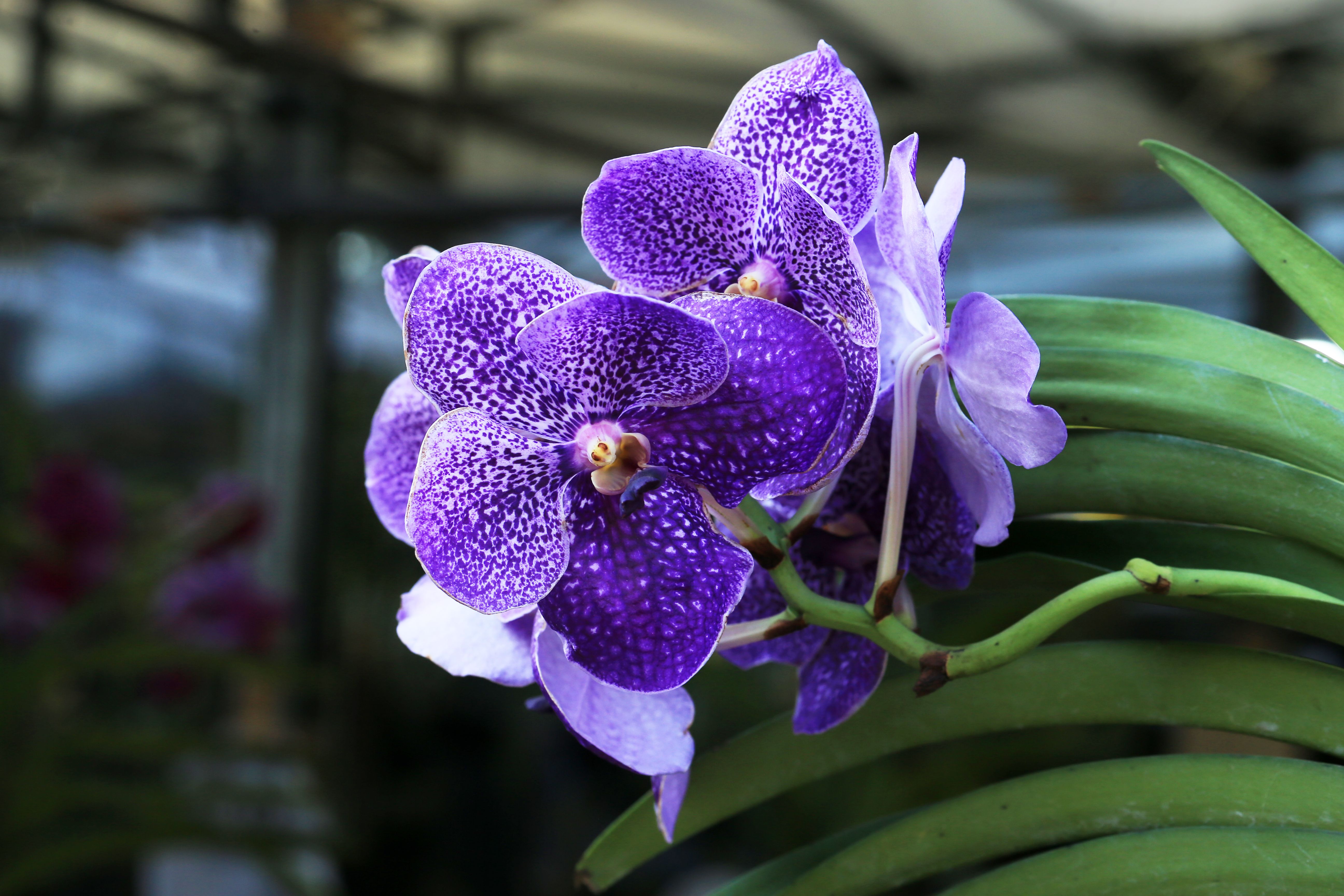 Vanda Coerulea Blue
