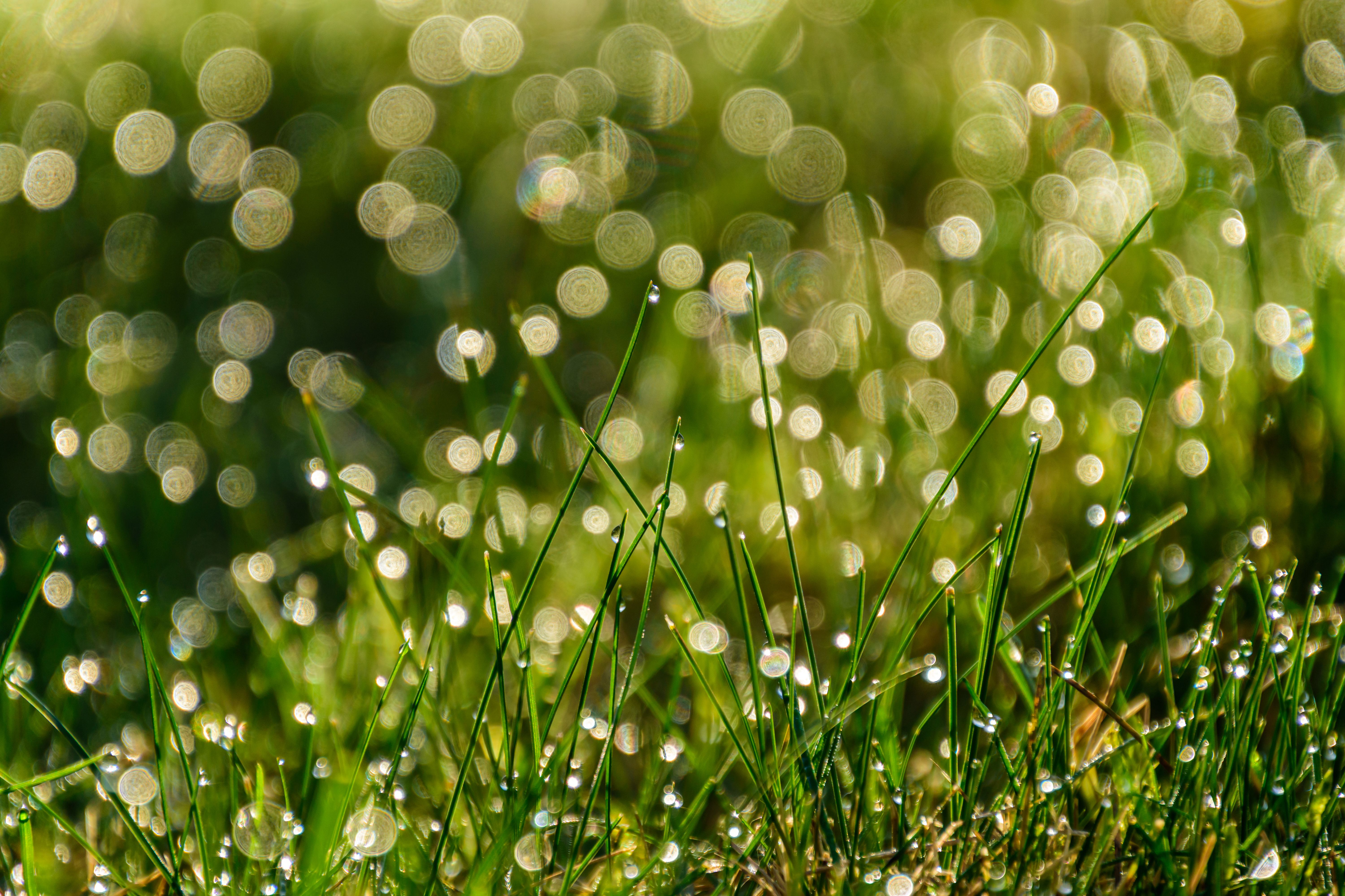 Dew Drops on Grass in Morning Sunlight · Free Stock Photo