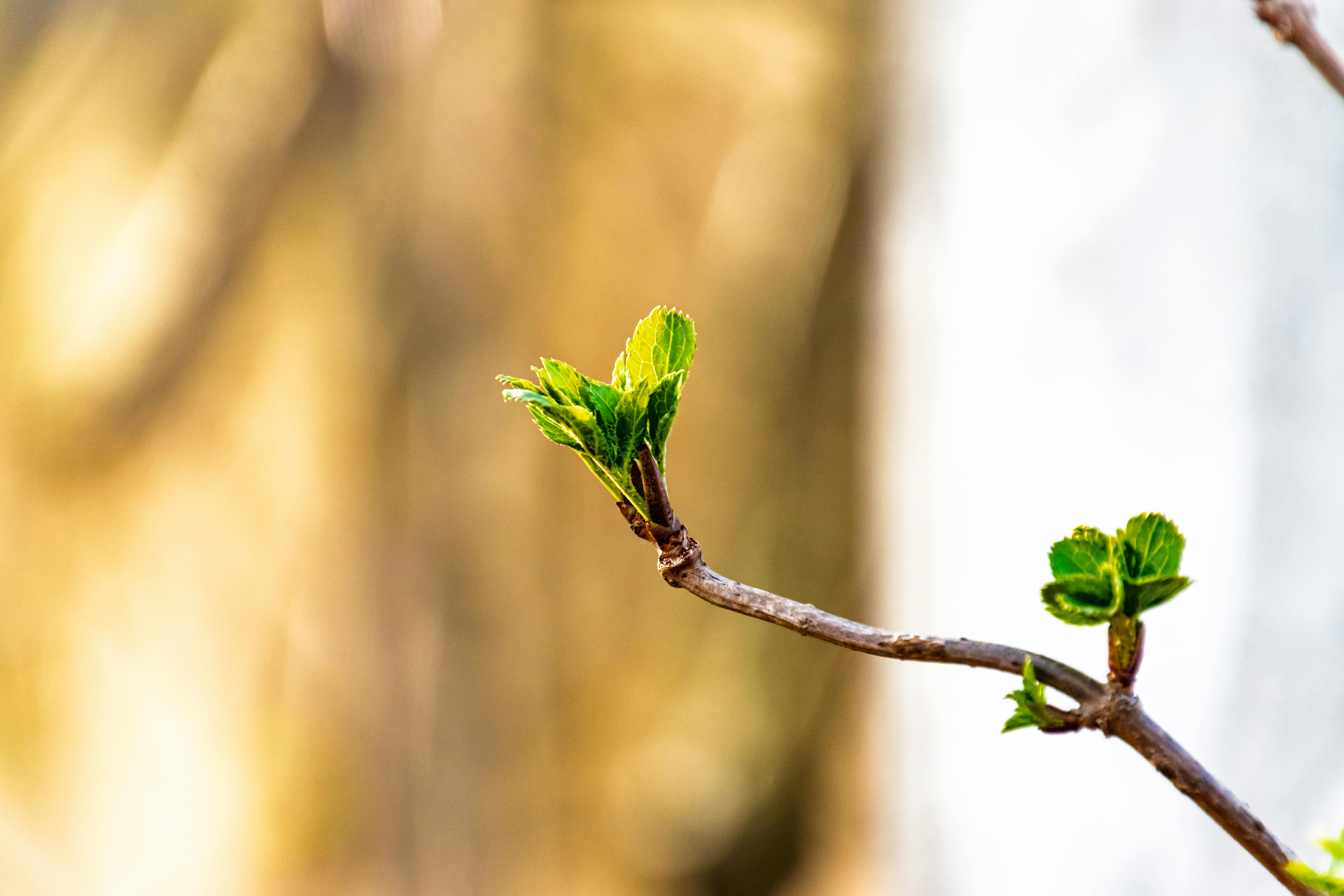 Column: Here’s the Case for Growing Community Through Civic Engagement — Photo by Sergej 📸 on Pexels