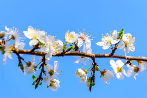 Free Close-up of white cherry blossoms on a branch with a clear blue sky background, symbolizing spring. Stock Photo