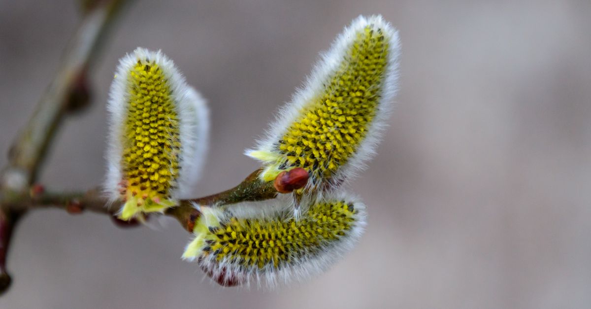Macro shot of fuzzy pussy willow catkins in Coesfeld, Germany, signaling spring.