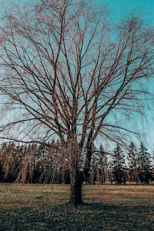 Leafless dry tree in park at daytime