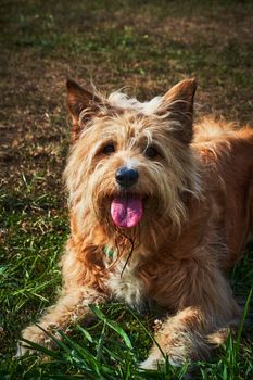dog photo