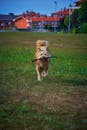Playful Dog Runs with Stick in Asturias Park