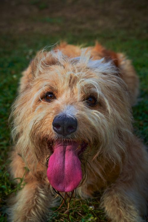 Close-up of a Dog Sticking Out the Tongue · Free Stock Photo
