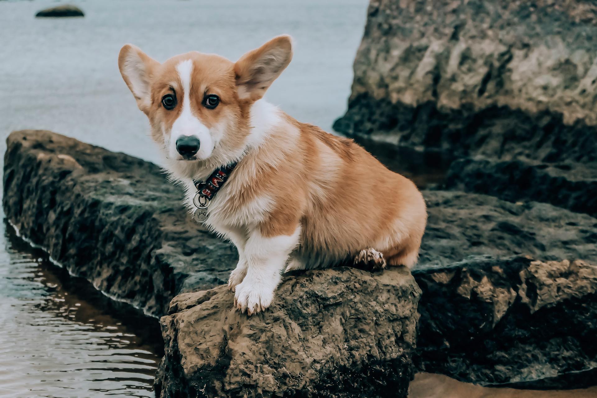 Bruna och vita corgi-valpar som sitter på bruna klippor nära vatten