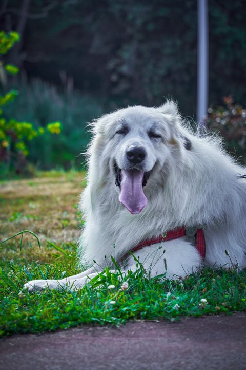 Great Pyrenees