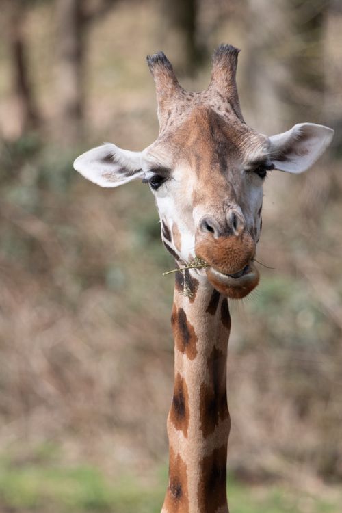 Free Close-up of a giraffe chewing leaves in a natural setting, capturing its unique features. Stock Photo