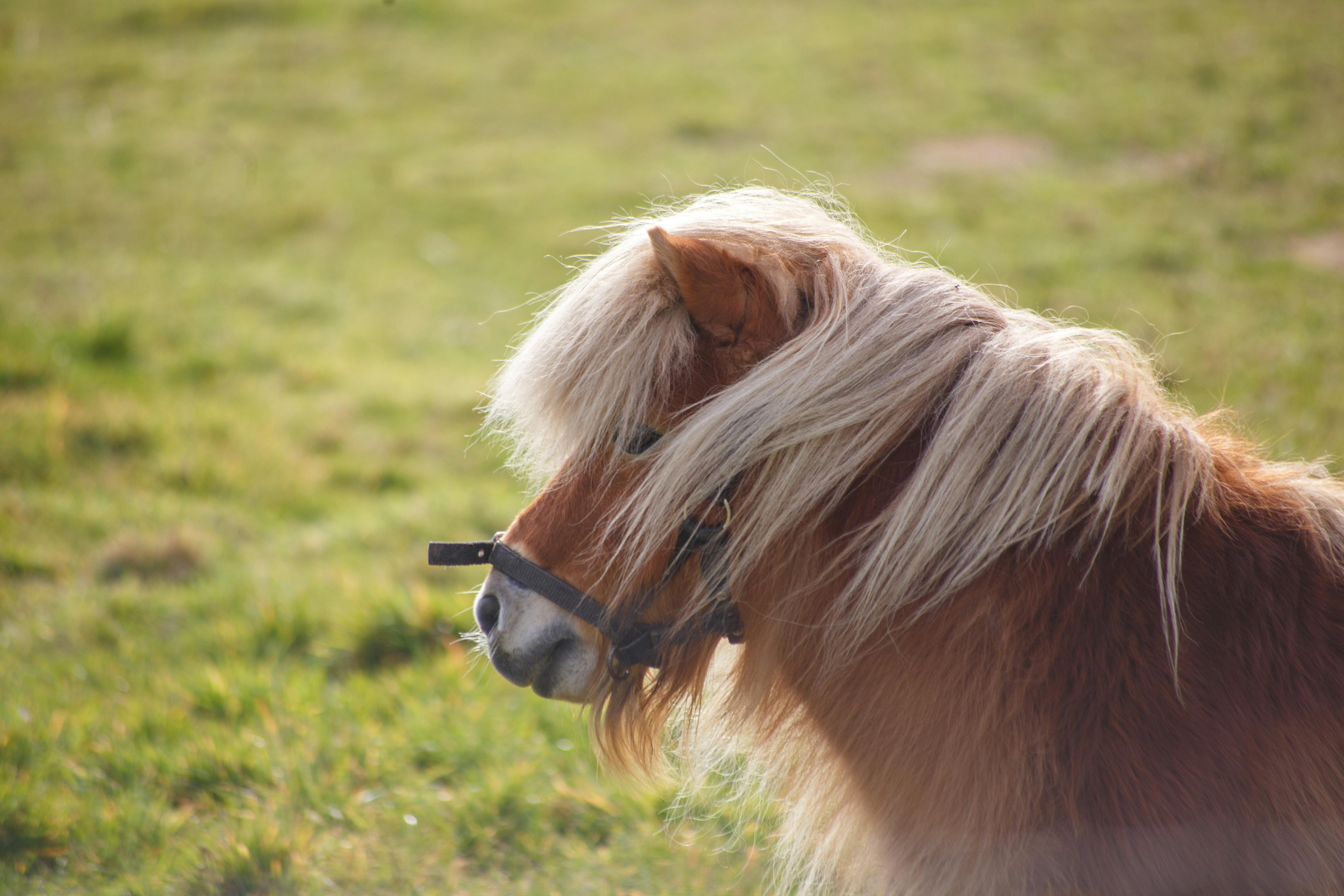 Cute Shetland pony with lush mane enjoying a sunlit meadow. Captured in peaceful rural scenery.