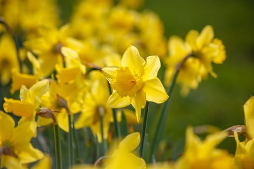 Free A vibrant close-up of yellow daffodils blooming in spring, highlighting nature's beauty. Stock Photo