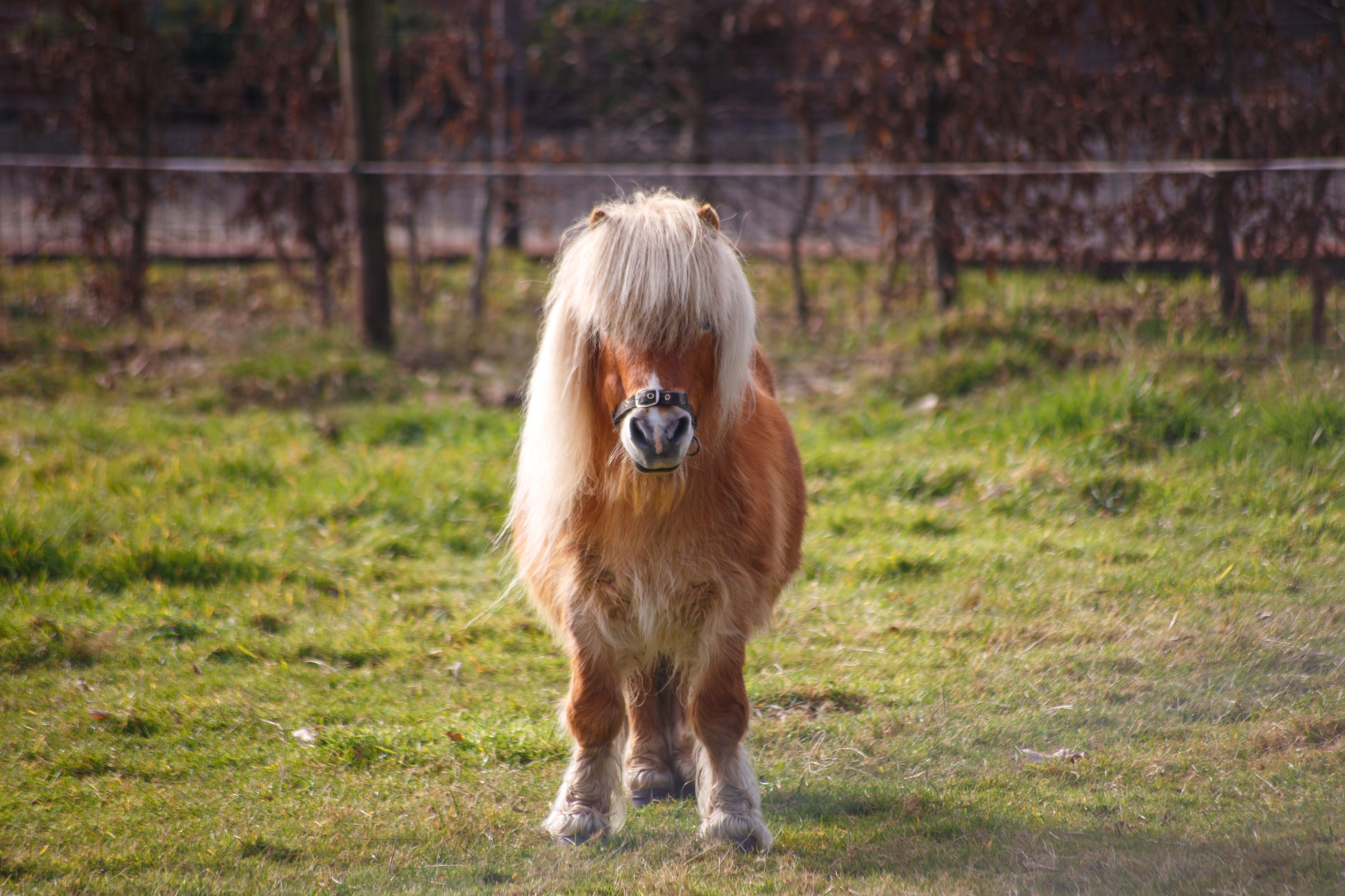 Adorable Shetland pony with long mane standing in a sunny field, showcasing its unique hairdo.