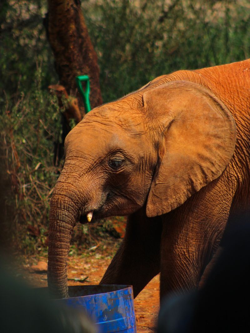 Baby elephant drinking water at the Nairobi sanctuary