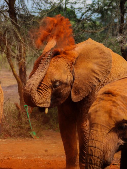 Free Two young African elephants playfully throwing red dust on themselves in a natural setting. Stock Photo