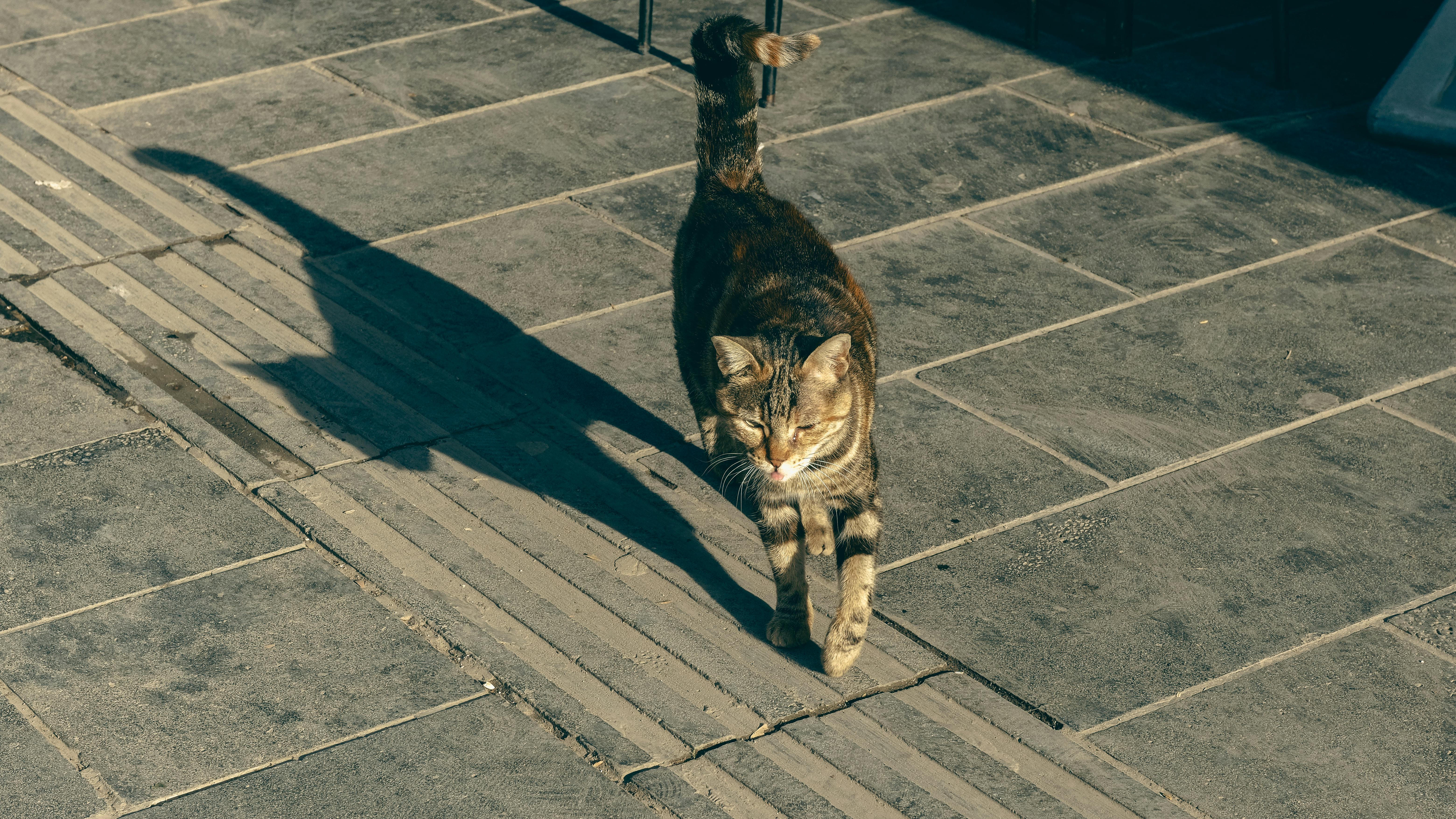 Free A cat strolls down a sunlit pavement in Gaziantep, Türkiye. Captured outdoors during the day. Stock Photo