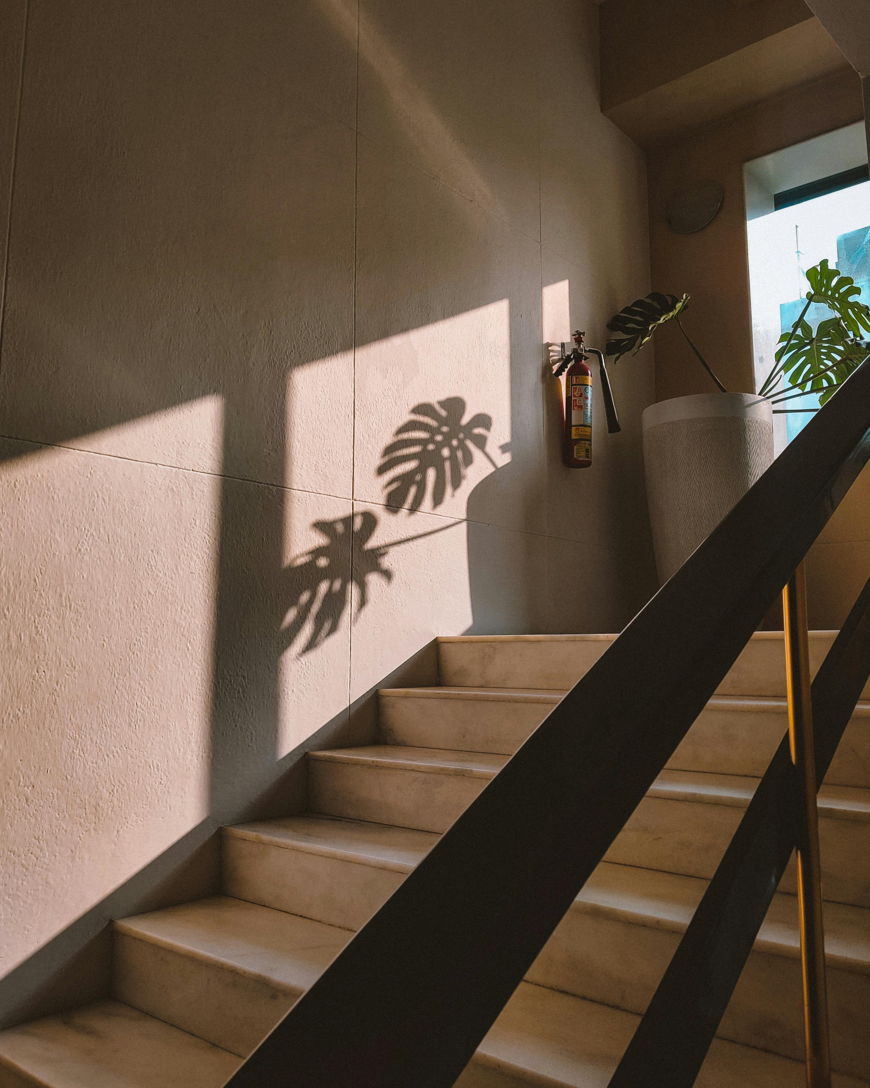 Sunlit interior with dramatic plant shadow patterns illustrating passive solar penetration