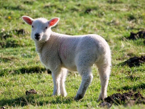 Free Cute lamb with pink ears basking in sunlight on a green pasture in Scotton, England. Stock Photo