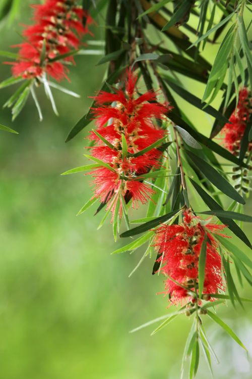 Free Close-up of red bottlebrush flowers with lush green leaves on a sunny day. Stock Photo