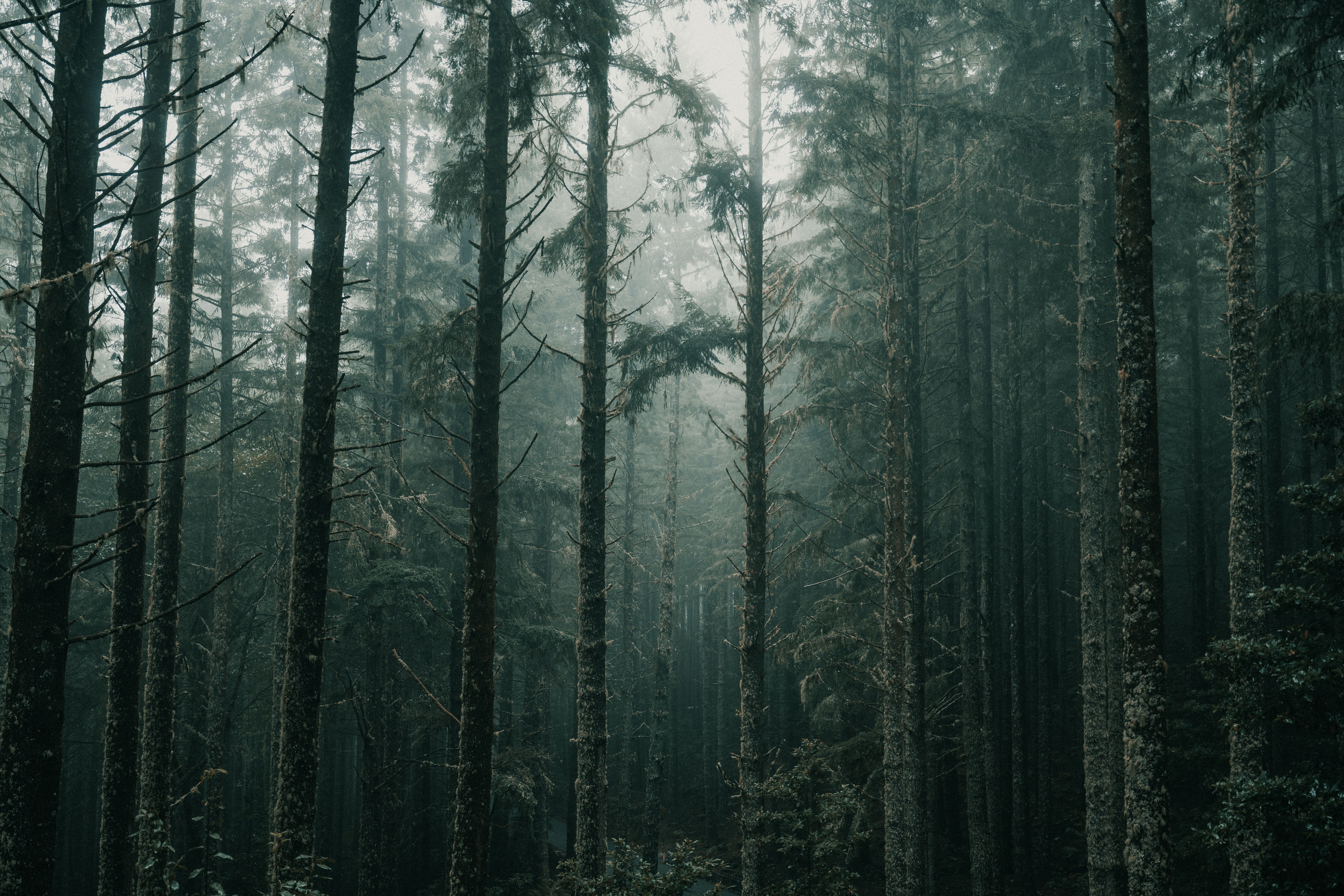 Captivating view of a foggy forest in Madeira, Portugal, showcasing tall pine trees and a mystical atmosphere.
