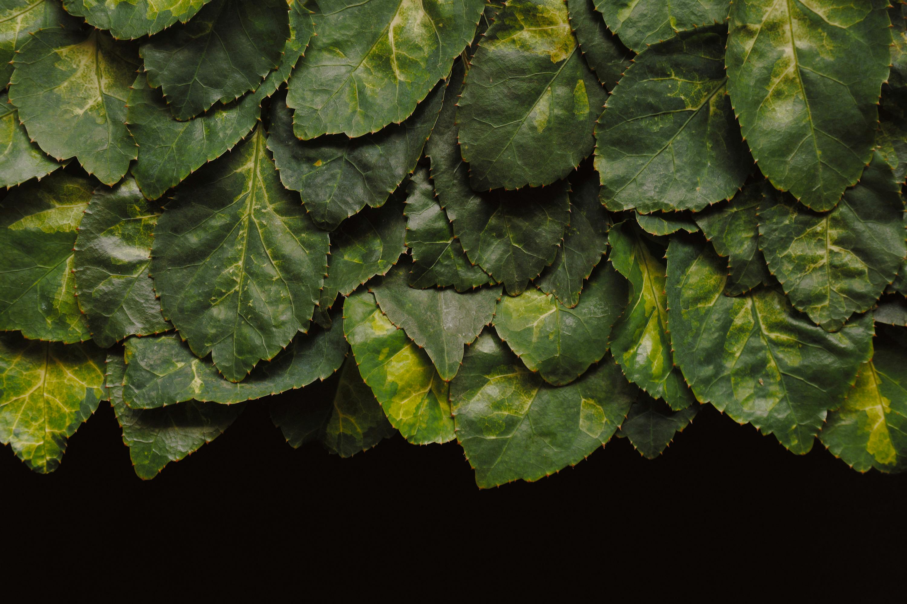 Gratuit O vedere de aproape a frunzelor verzi luxuriante, aranjate strâns într-un model dens, cu nuanțe vibrante. Fotografie de stoc