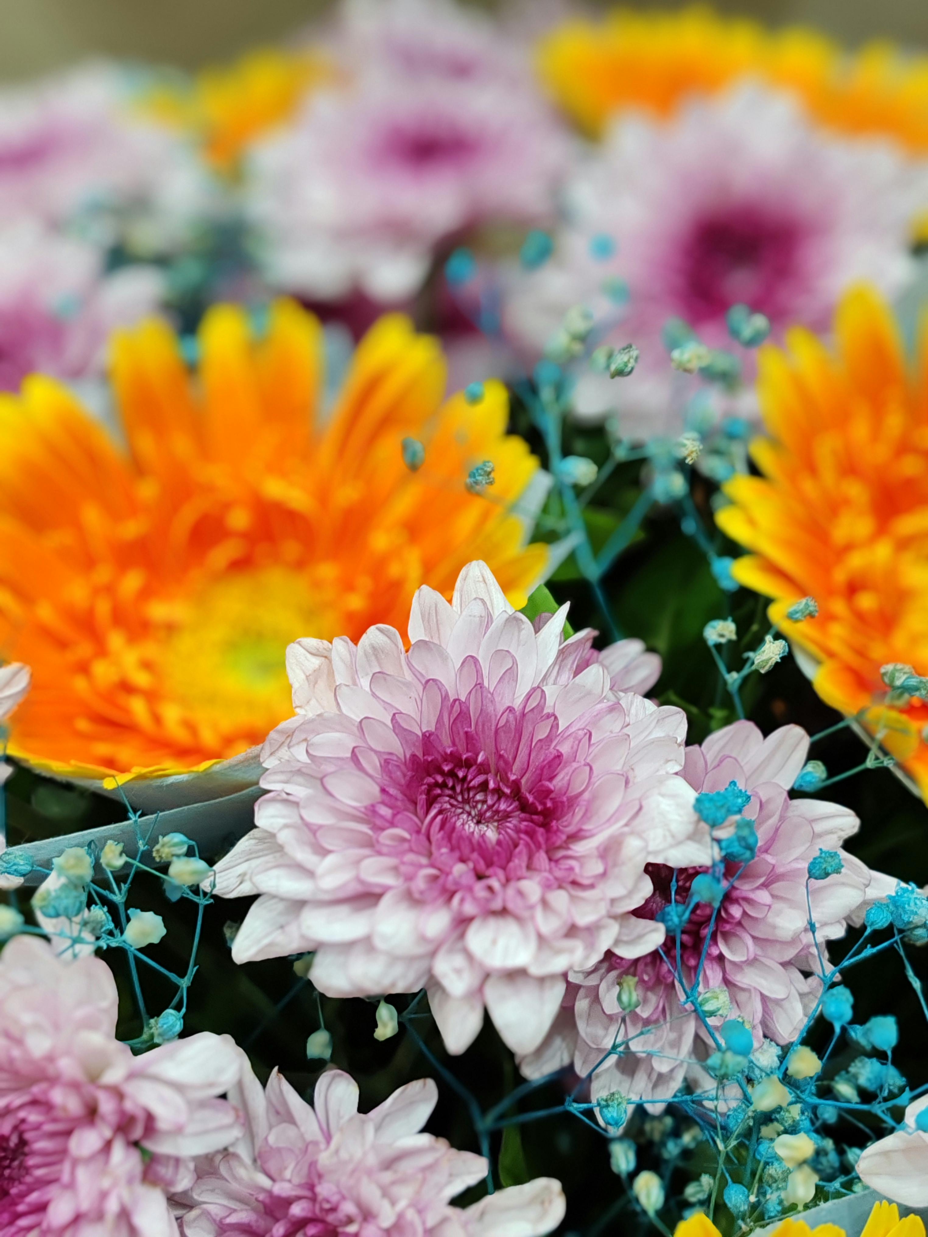[ColoSach]-colorful-close-up-of-chrysanthemums-and-gerbera-daisies-in-full-bloom,-captured-in-lucknow,-india.