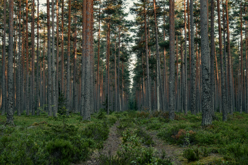 Free Tranquil forest scene with tall pine trees and sunlight casting warm hues. Stock Photo