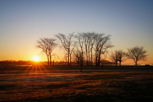 Free Captivating sunrise casting warm light over a row of silhouetted trees in a peaceful park. Stock Photo