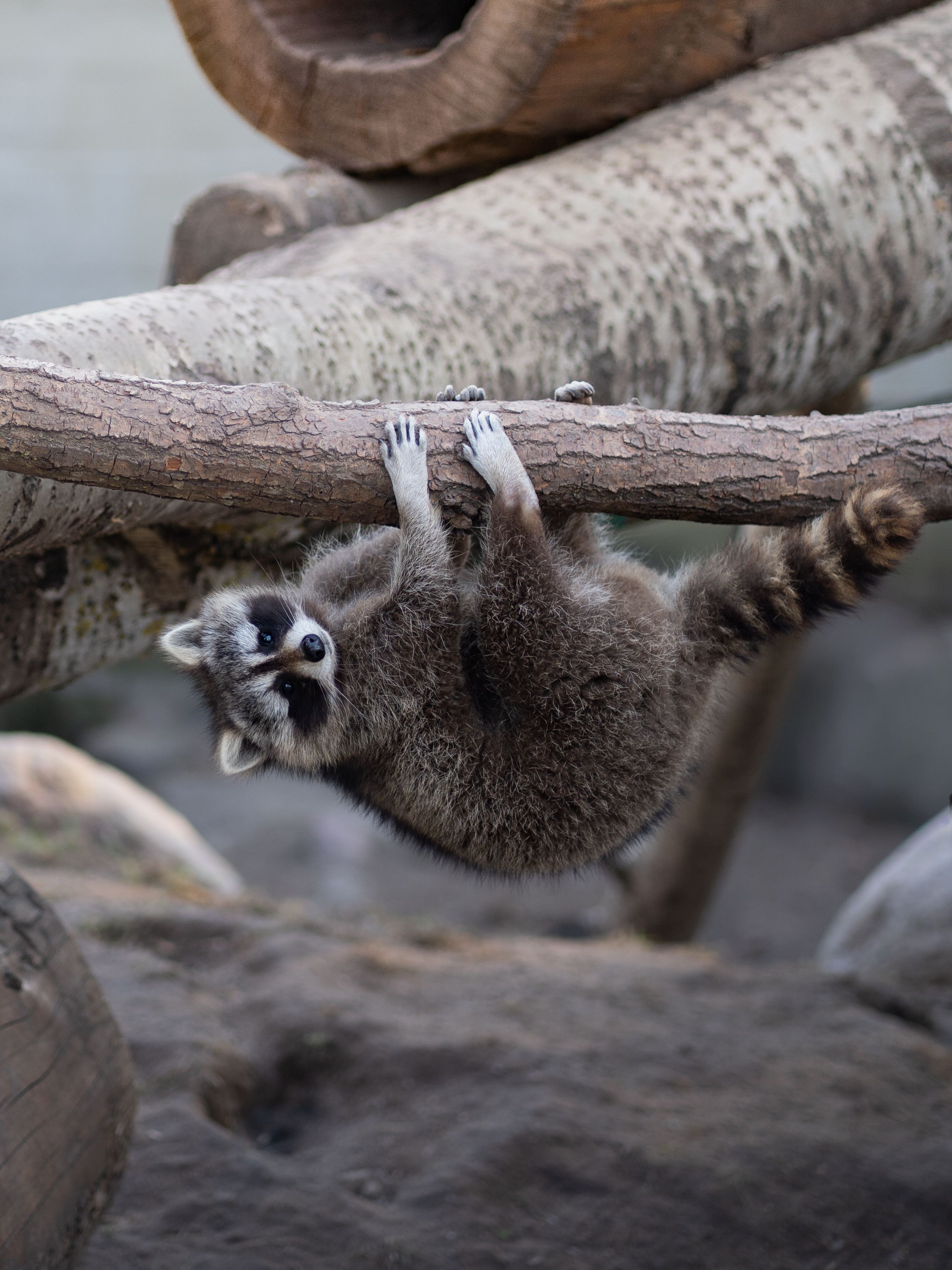 Raccoon Hanging Playfully on a Tree Branch · Free Stock Photo