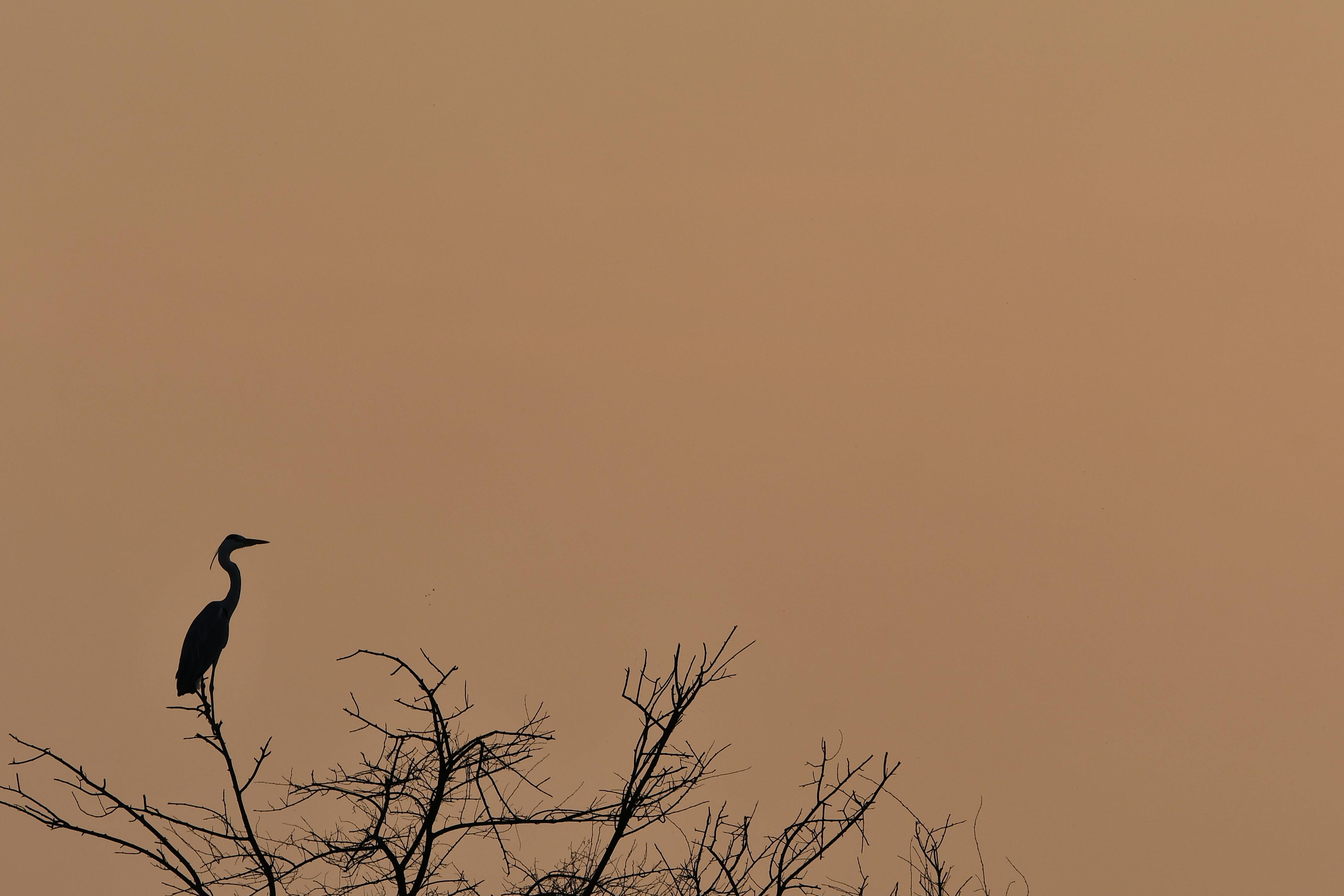 Gratis Una garza se posa elegantemente en la rama desnuda de un árbol, recortada contra el cálido cielo del atardecer. Foto de stock