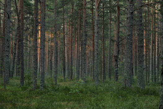 A tranquil conifer forest full of tall pine trees with lush greenery.