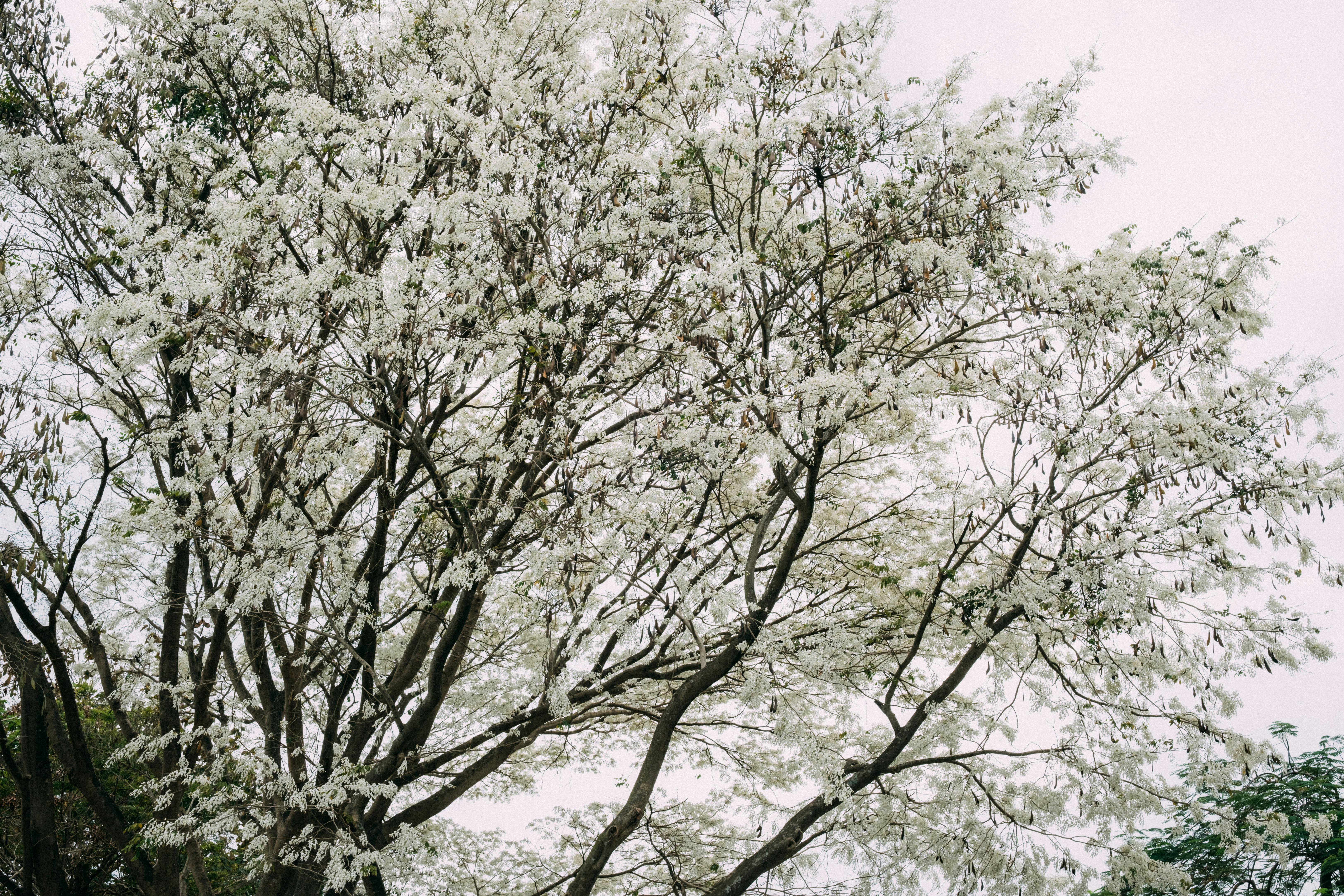 Gratis Frodigt træ med hvide blomster i Hà Nội, der indfanger forårets fredfyldte skønhed. Lagerfoto