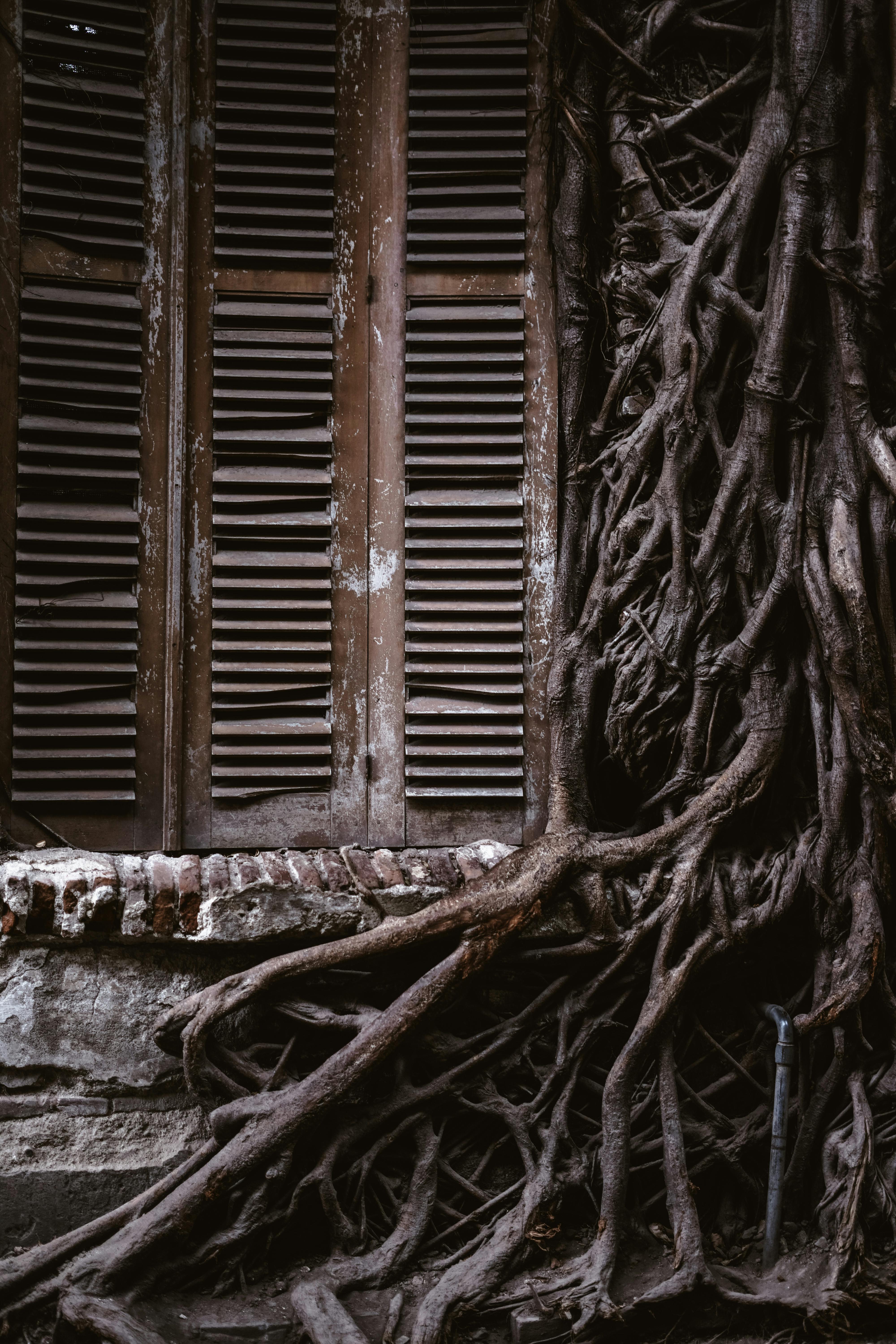 Summer Showers & Sewer Scares: Cleveland Root Invasions