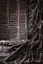 Ancient Window with Intricate Tree Roots