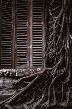 A rustic wooden window entwined with dense tree roots, blending nature and architecture.