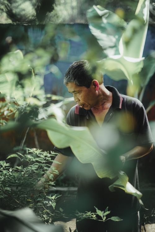Free A man tending to his garden surrounded by lush green plants, capturing nature's serenity and beauty. Stock Photo