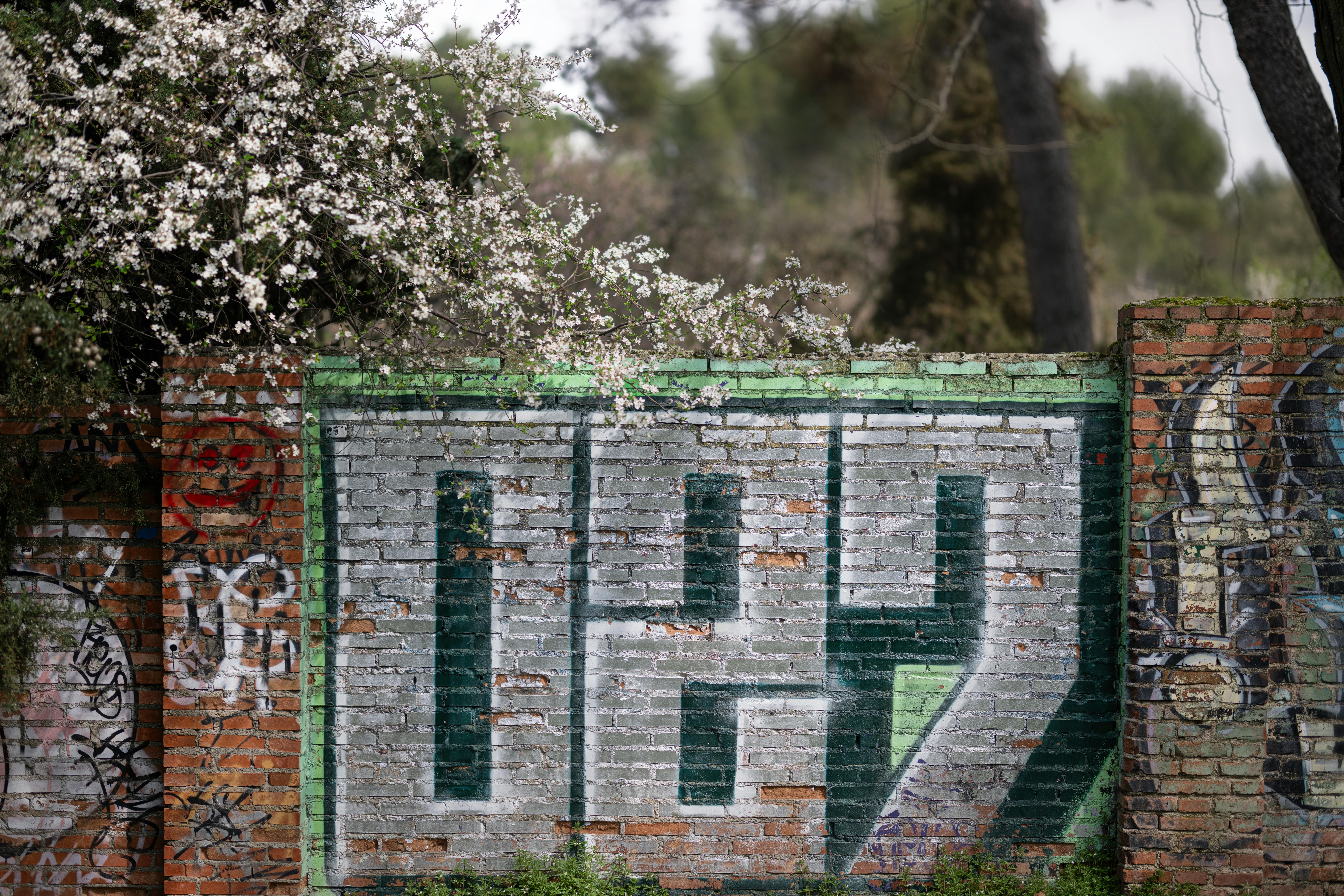 Gratis Farverig graffiti på en murstensvæg med blomstrende grene om foråret. Lagerfoto
