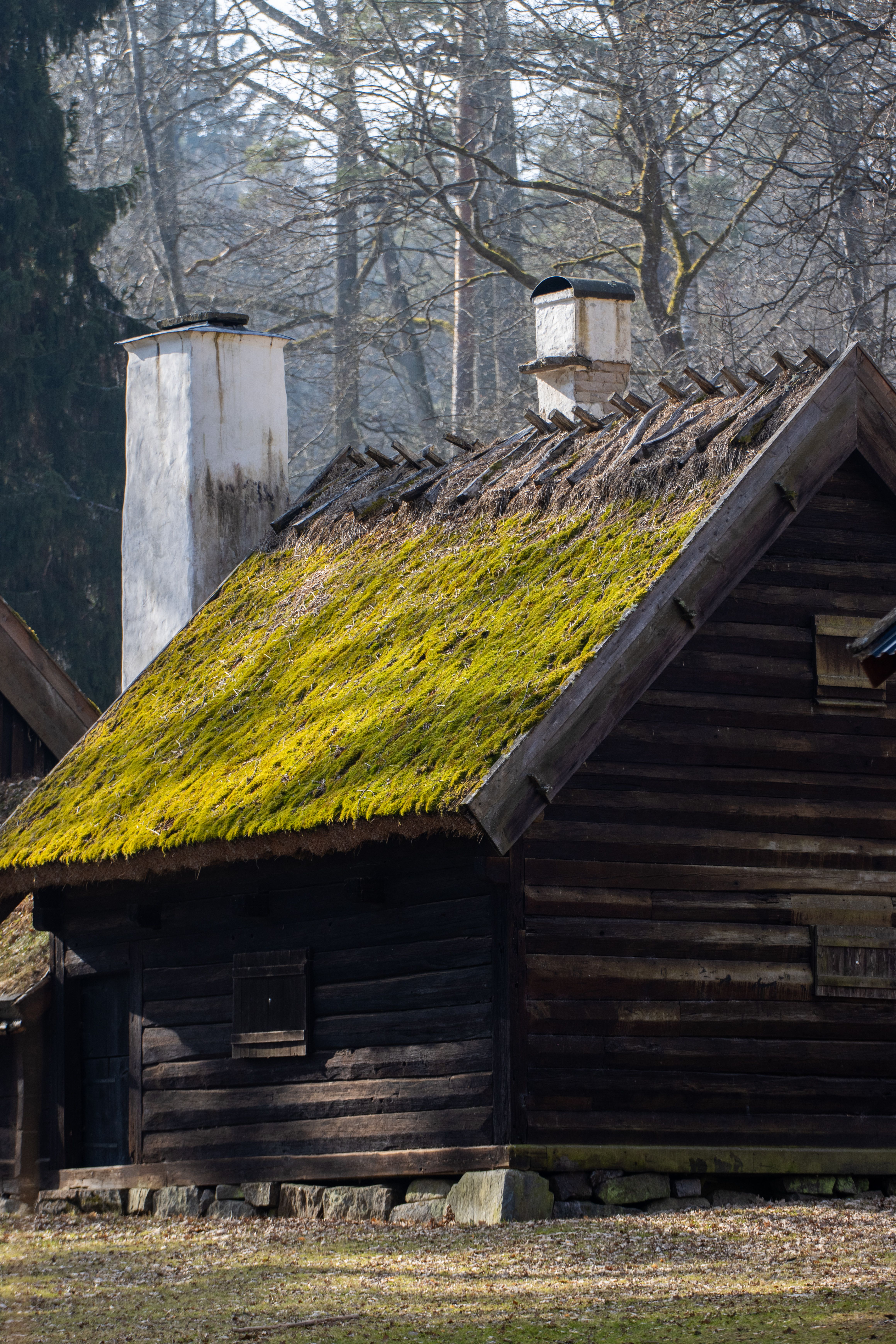 Moss-Covered Scandinavian Cabin in Forest Setting · Free Stock Photo