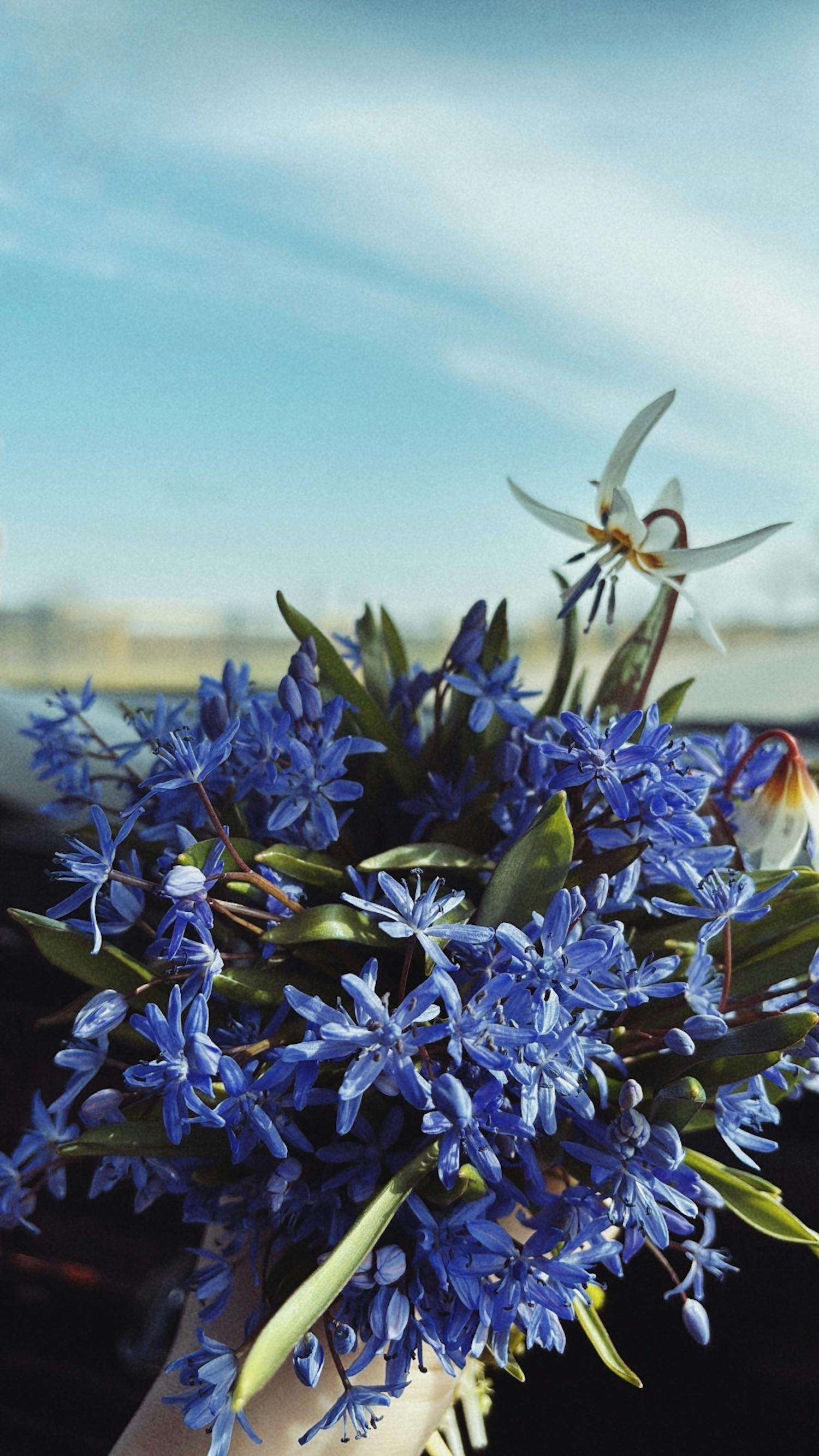 [ColoSach]-vibrant-bouquet-of-blue-flowers-held-against-a-clear-sky.