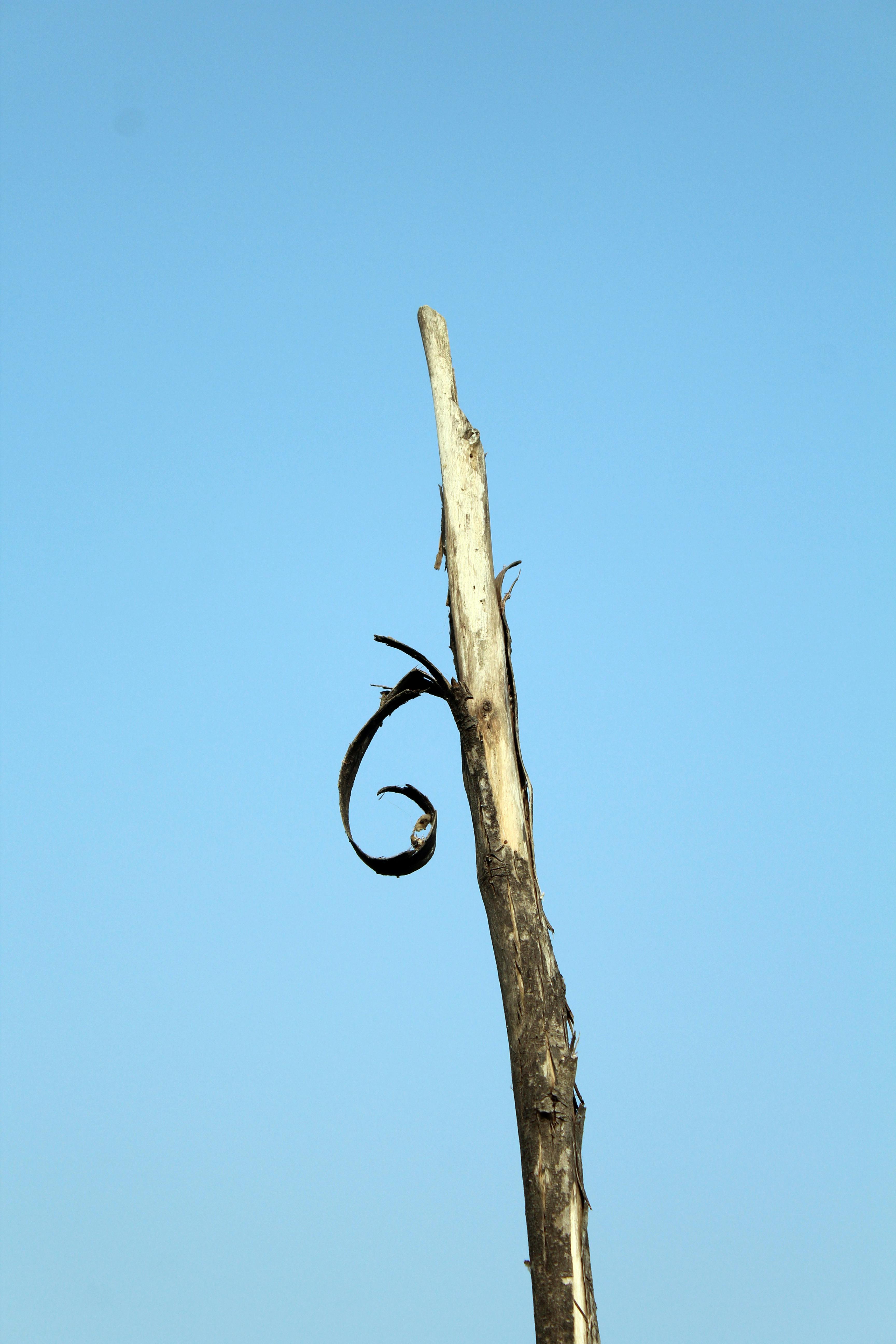 Bezpłatne Sucha gałąź drzewa z zagiętym końcem na tle czystego, błękitnego nieba tworzy minimalistyczną scenę przyrodniczą. Zdjęcie z galerii