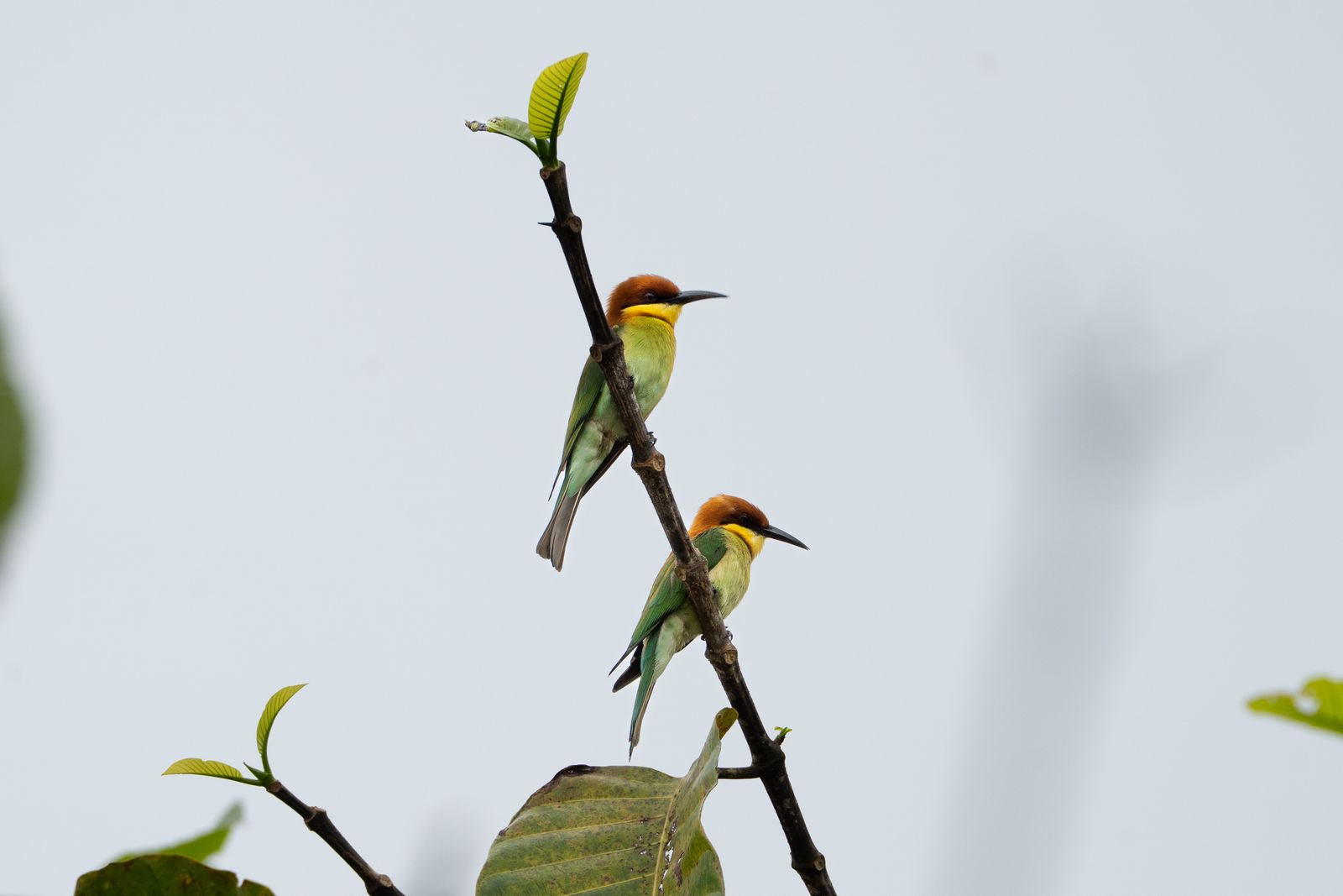 My Son Sanctuary Birding Report – 9 March 2026