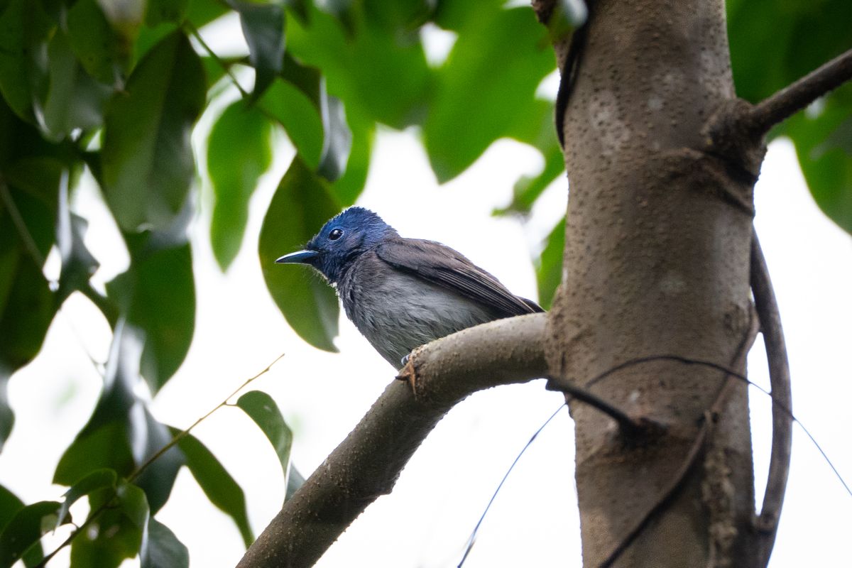 Birding at My Son Sanctuary 3