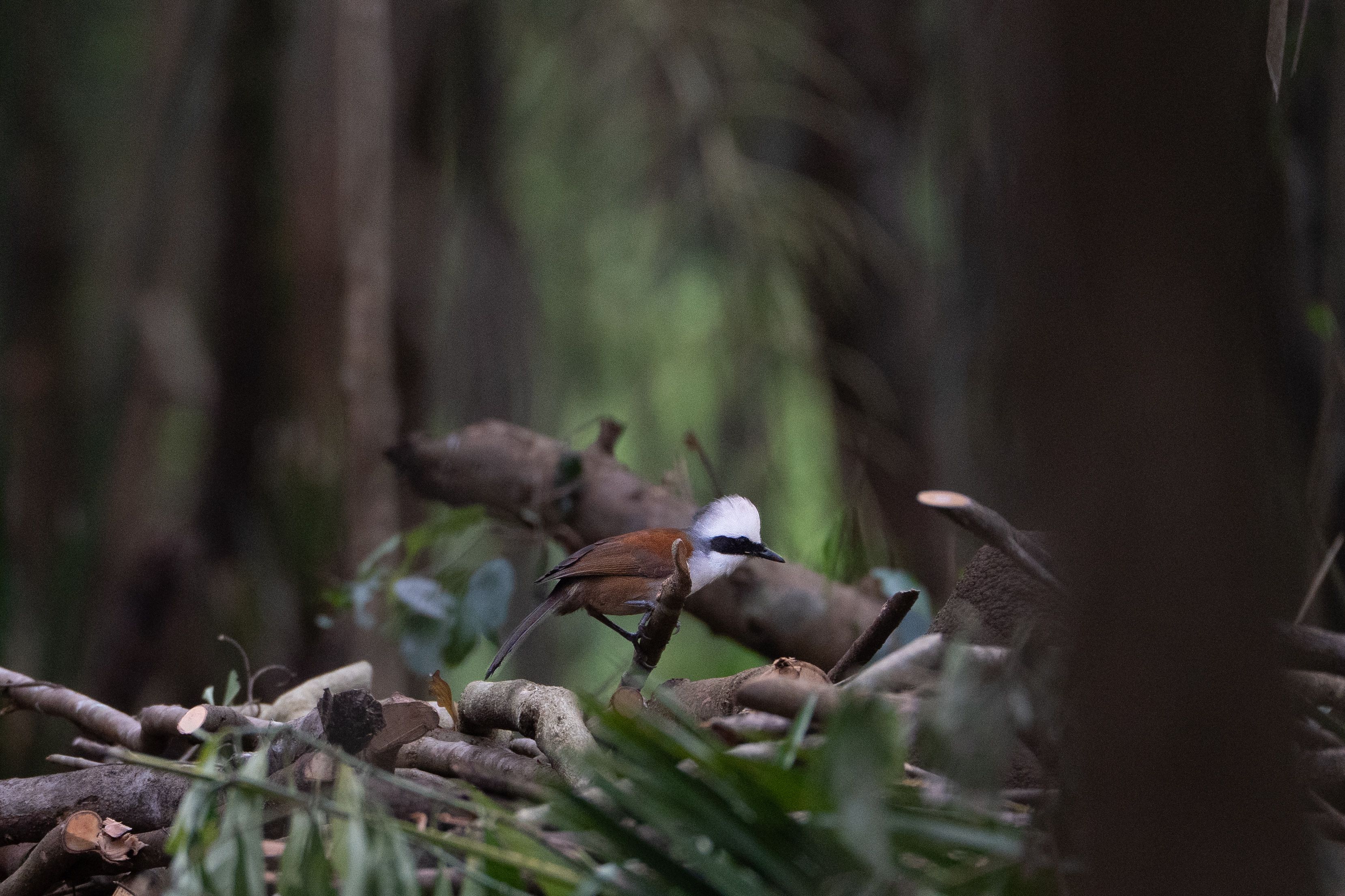 Wildlife photography expedition