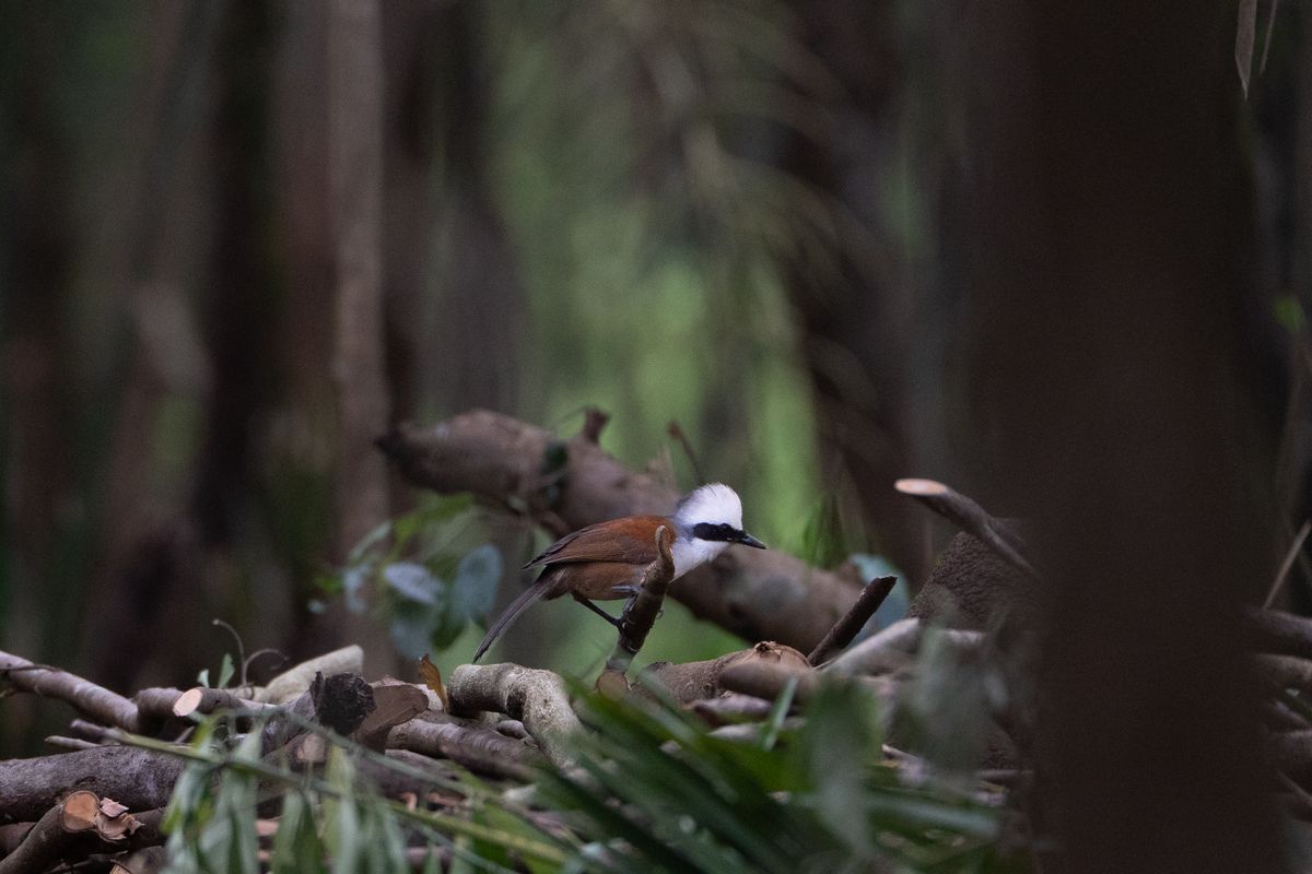 Birding at My Son Sanctuary 2