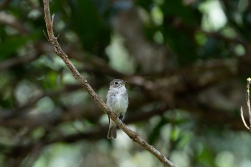 Free A small bird perched on a branch amidst lush green foliage in a forest setting. Stock Photo